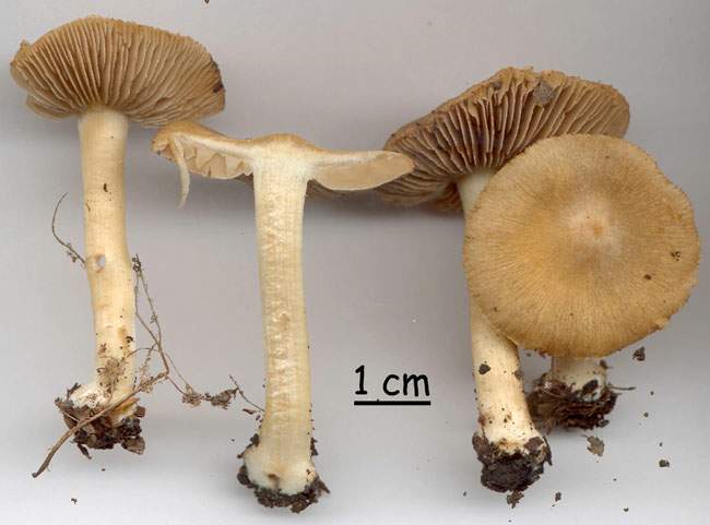 Inocybe cookei